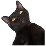 Sticker black-cat wp-image-61592
