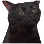 Sticker black-cat wp-image-61595