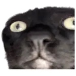 Sticker black-cat wp-image-61600